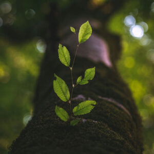 Post Traumatic Growth
