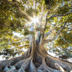 Somatic Experiencing Therapist in South & Central Austin, TX, somatic therapy in austin, tx